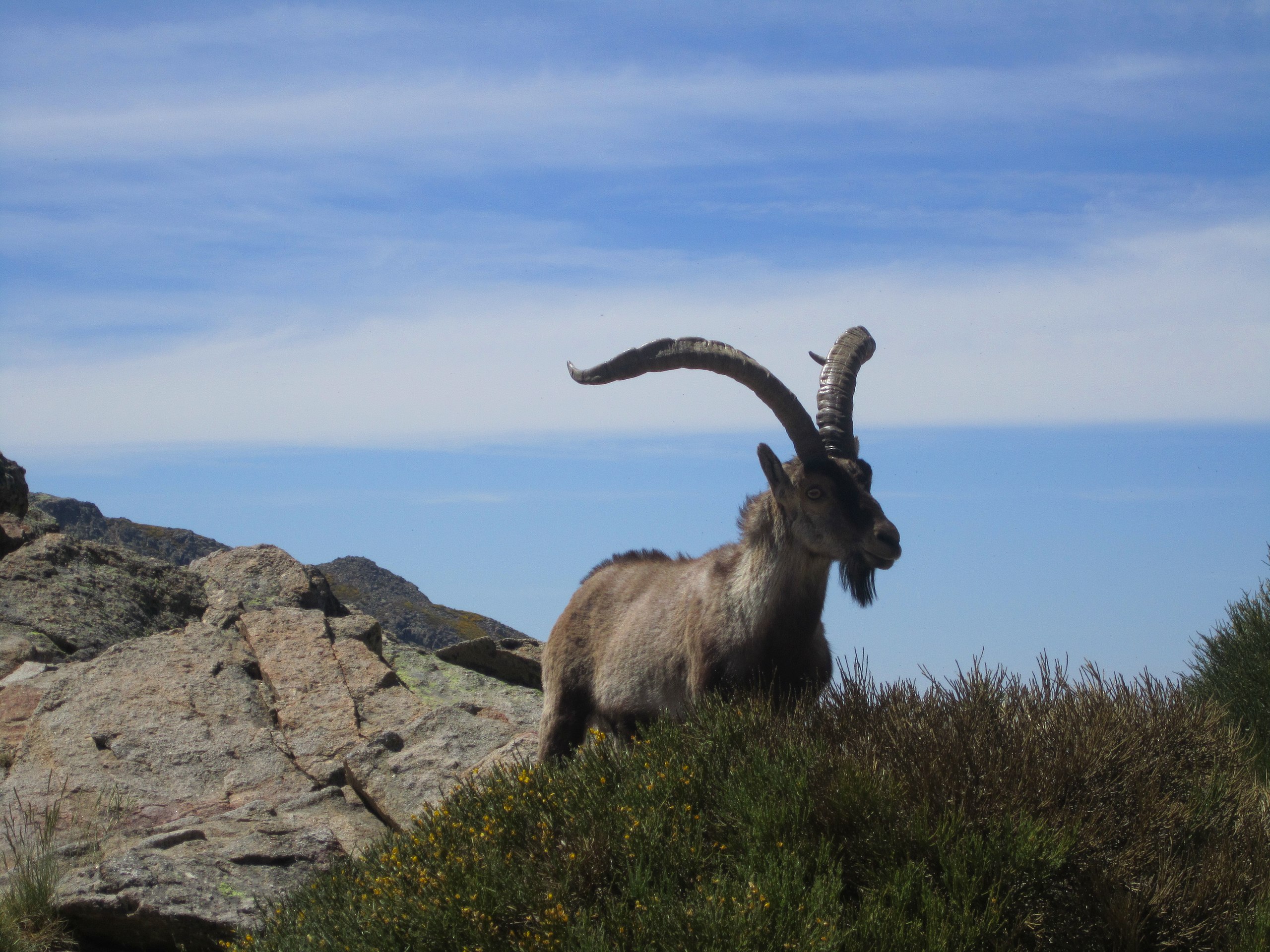 Cabra montés en la Sierra de Gredos