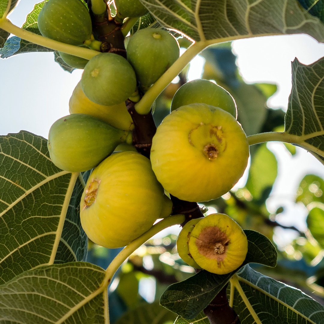 Higos del huerto ecológico en Hacienda Neri