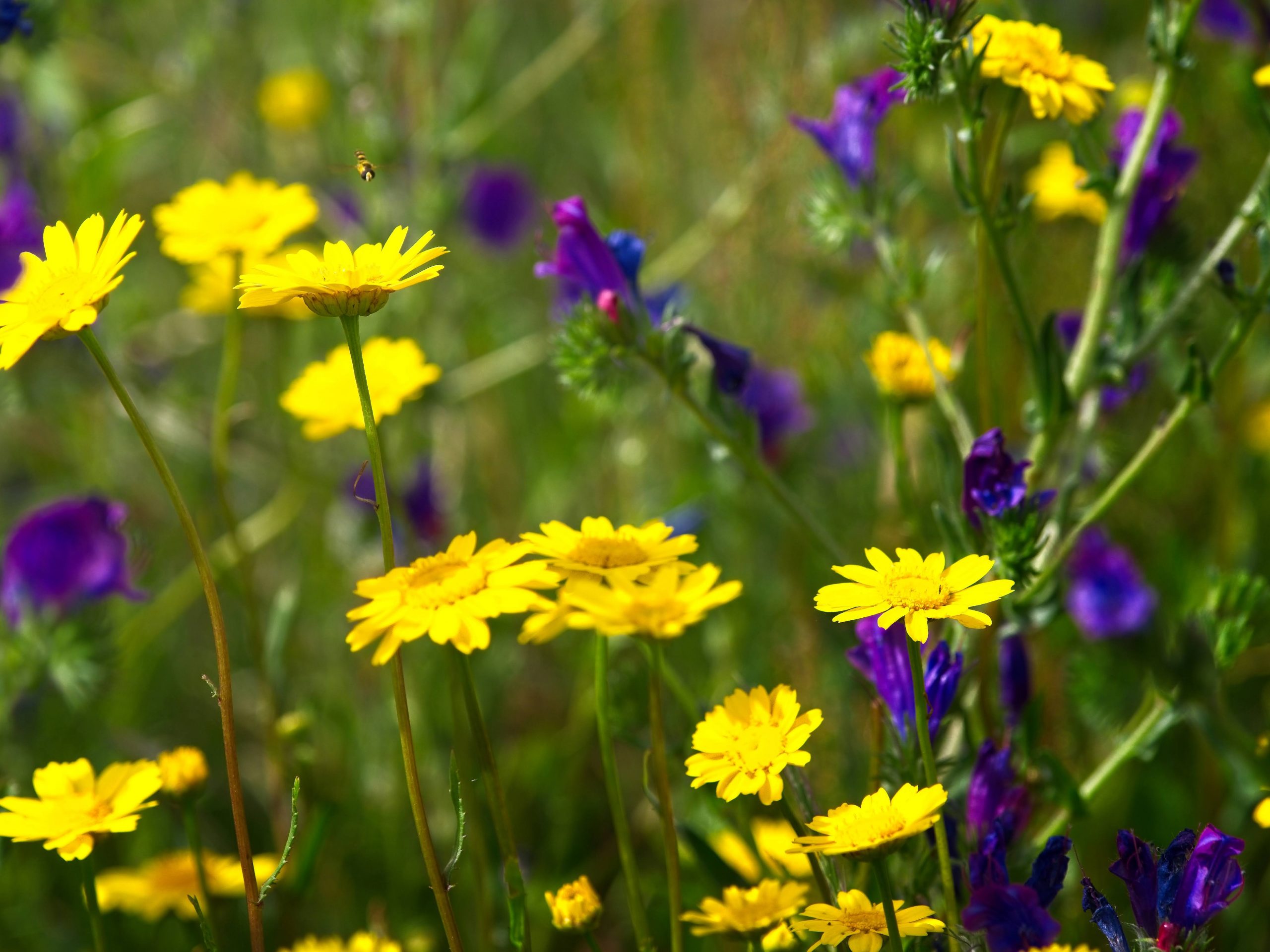 Flores silvestres en Sierra de Gredos