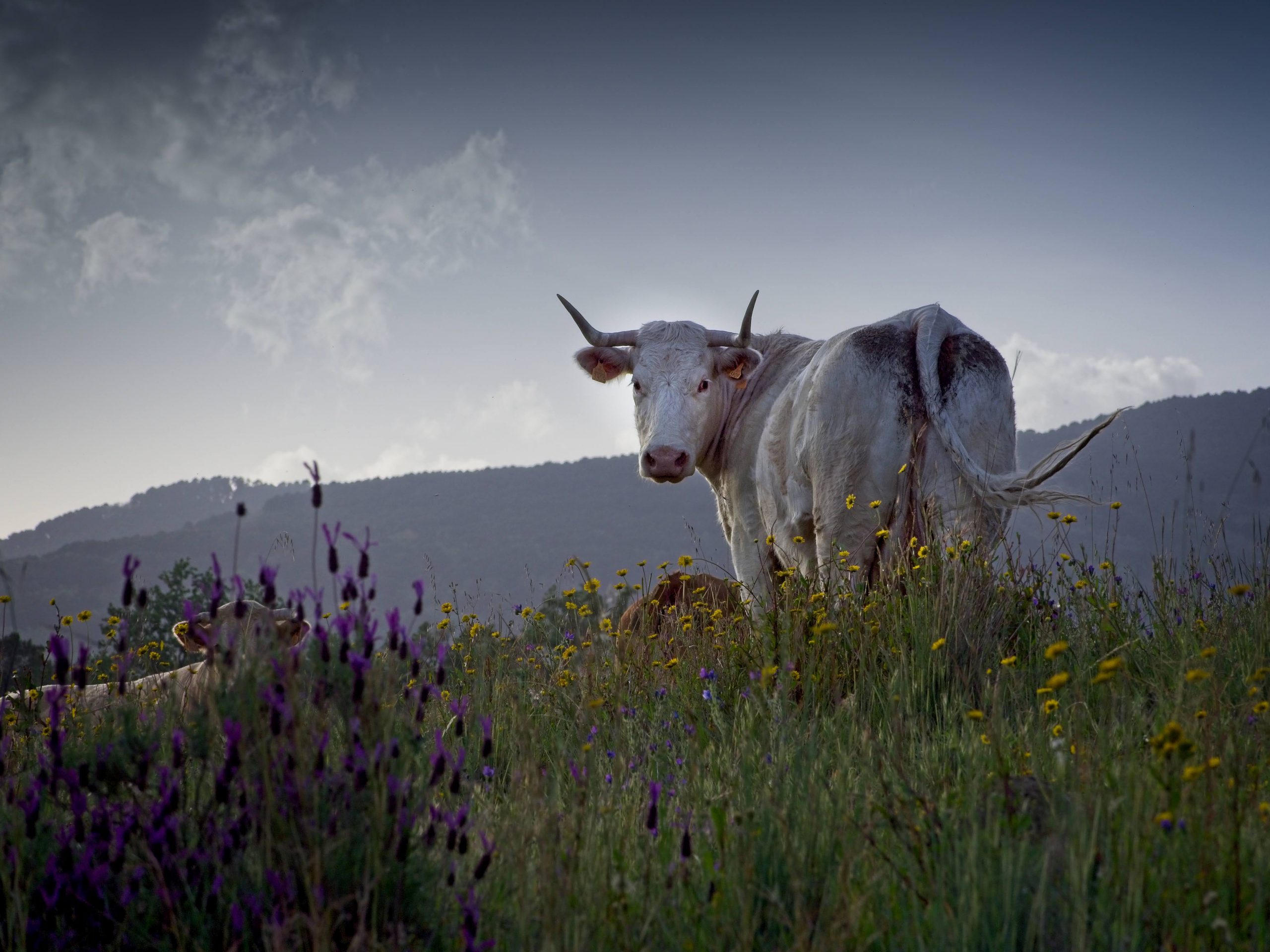 Ganadería sostenible en Sierra de Gredos